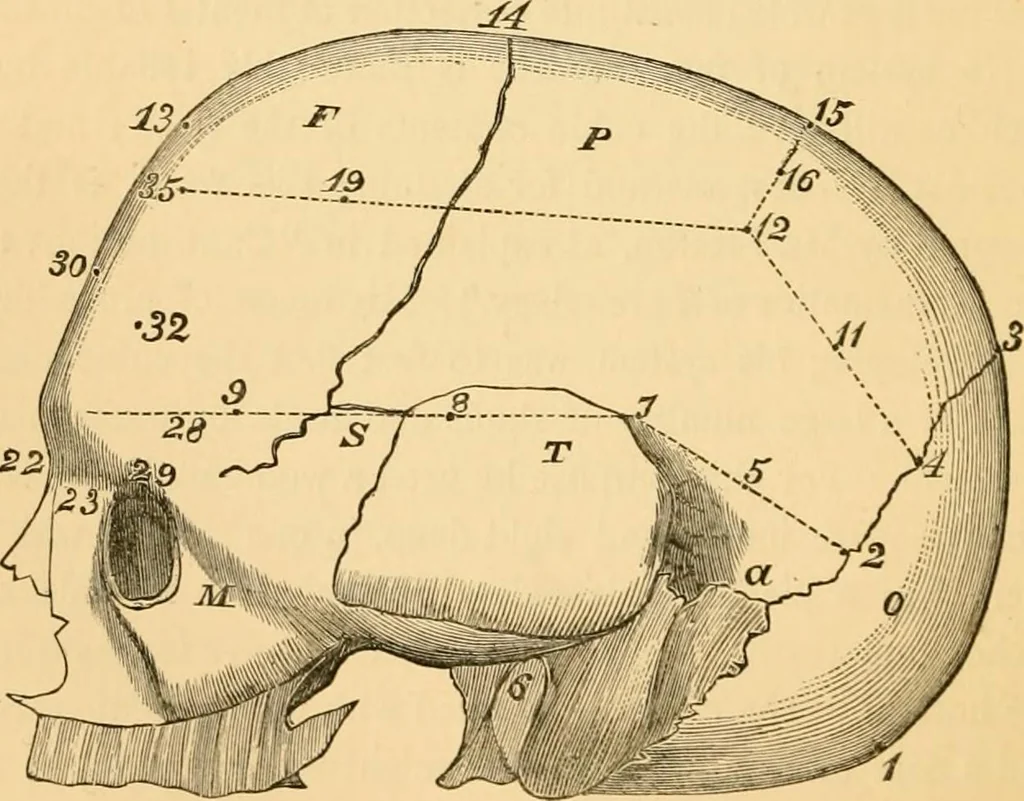 An illustration from Phrenology, and how to use it in analyzing character, 1871, leaf 171