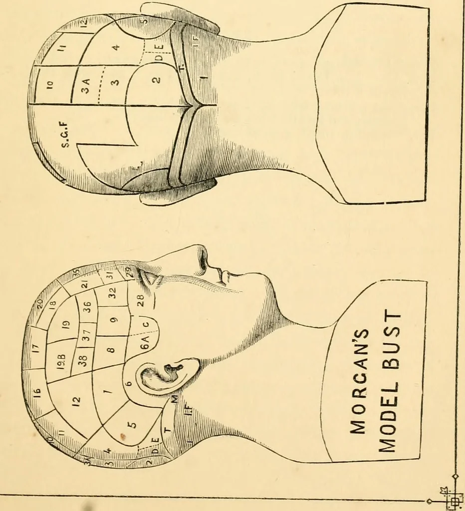 An illustration from Phrenology, and how to use it in analyzing character, 1871, leaf 20