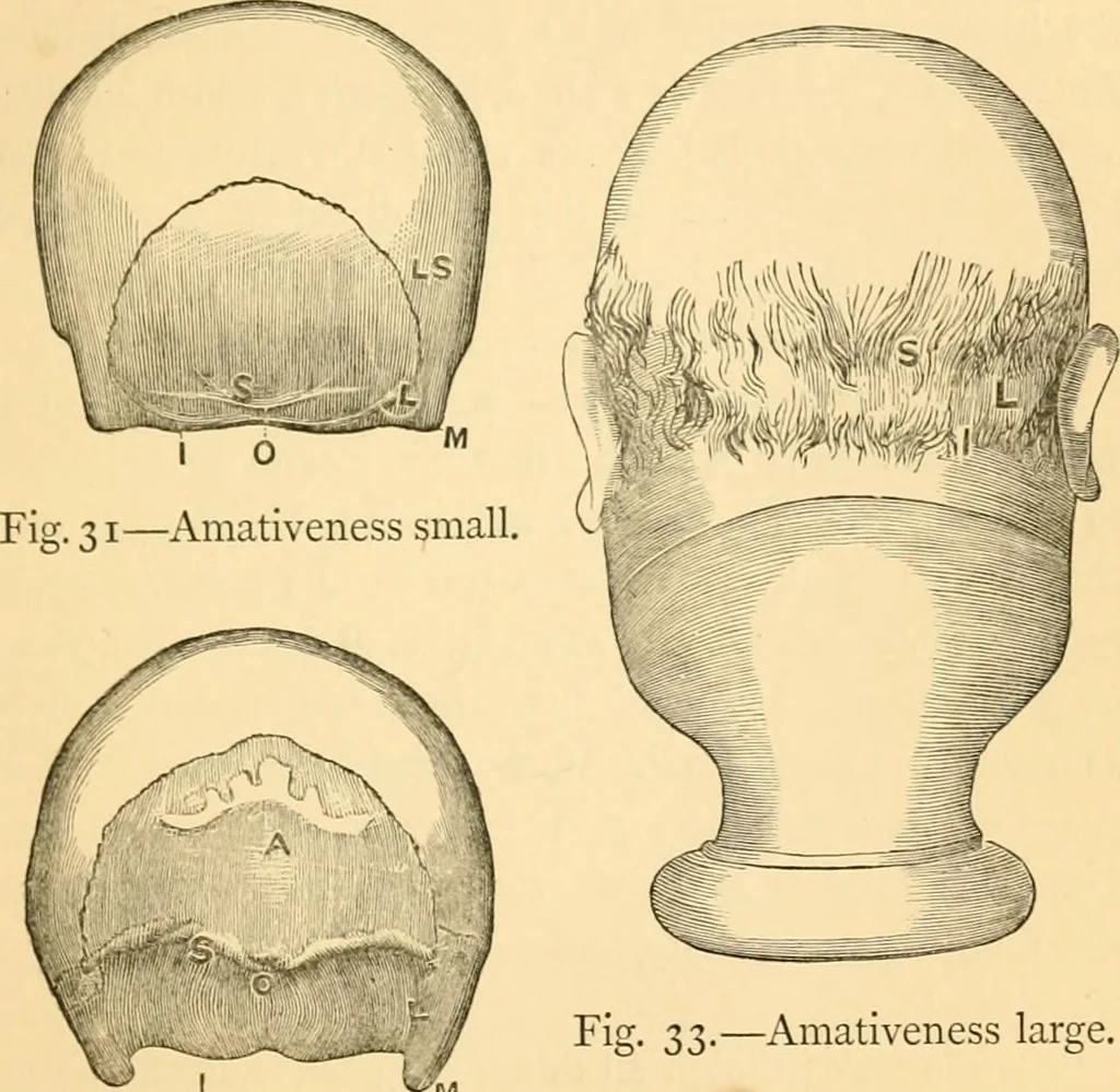 An illustration from Phrenology, and how to use it in analyzing character, 1871, leaf 212