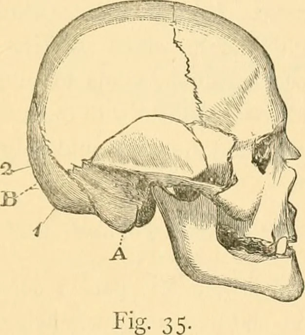 An illustration from Phrenology, and how to use it in analyzing character, 1871, leaf 222