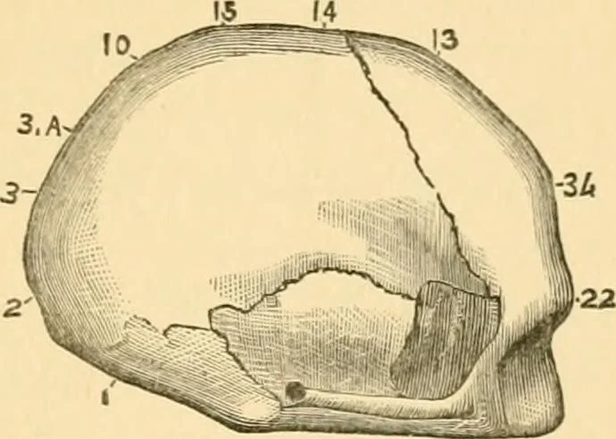 An illustration from Phrenology, and how to use it in analyzing character, 1871, leaf 224