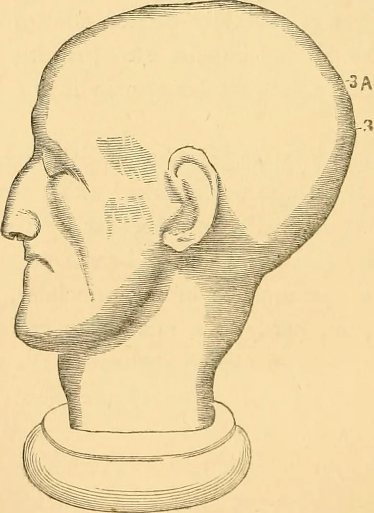An illustration from Phrenology, and how to use it in analyzing character, 1871, leaf 227