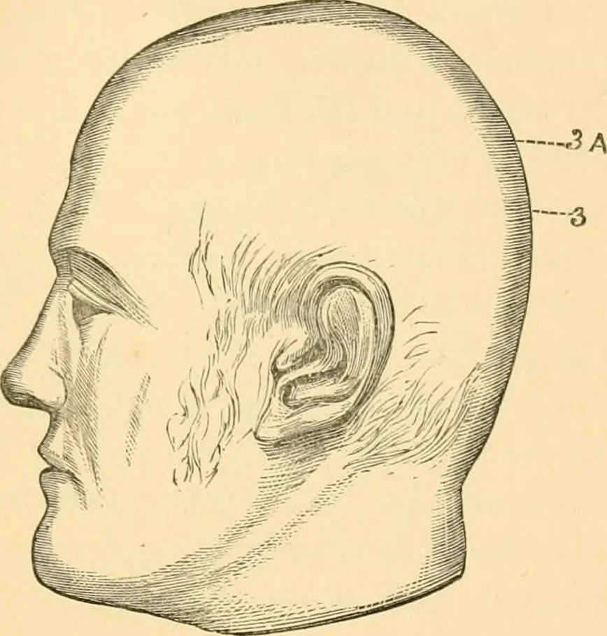 An illustration from Phrenology, and how to use it in analyzing character, 1871, leaf 230