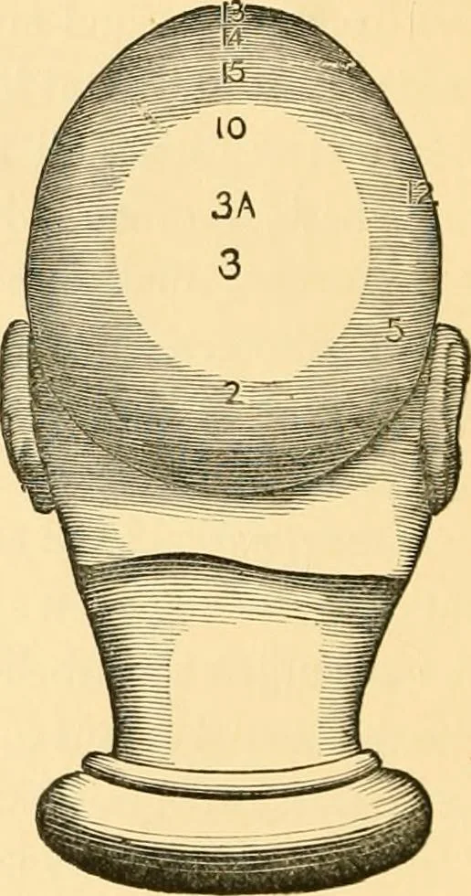 An illustration from Phrenology, and how to use it in analyzing character, 1871, leaf 257