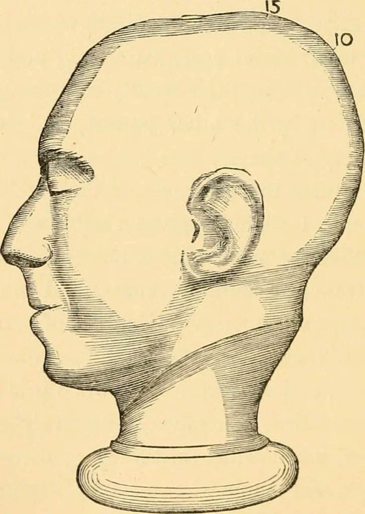 An illustration from Phrenology, and how to use it in analyzing character, 1871, leaf 279