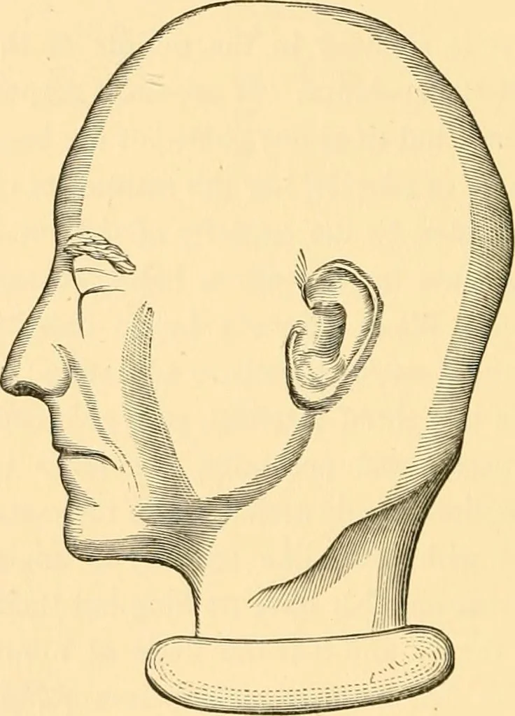 An illustration from Phrenology, and how to use it in analyzing character, 1871, leaf 297