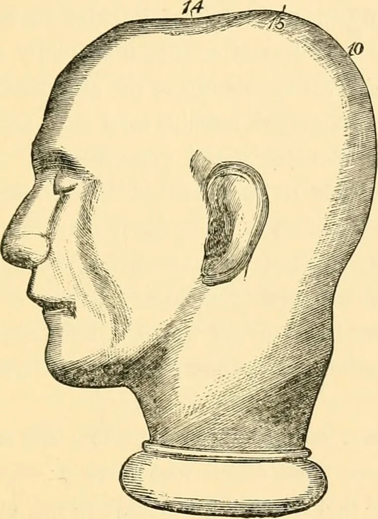 An illustration from Phrenology, and how to use it in analyzing character, 1871, leaf 302