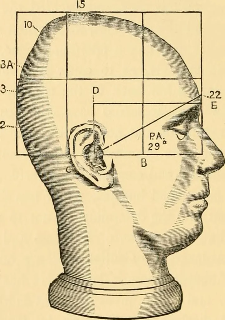 An illustration from Phrenology, and how to use it in analyzing character, 1871, leaf 305
