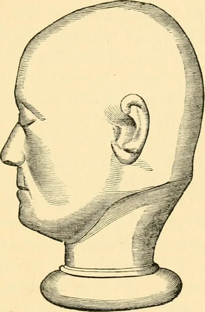 An illustration from Phrenology, and how to use it in analyzing character, 1871, leaf 306