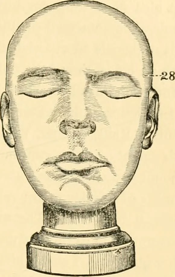 An illustration from Phrenology, and how to use it in analyzing character, 1871, leaf 408