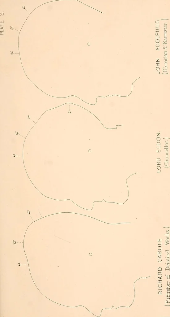 An illustration from Phrenology : and its application to education, insanity, and prison discipline, 1869, leaf 632