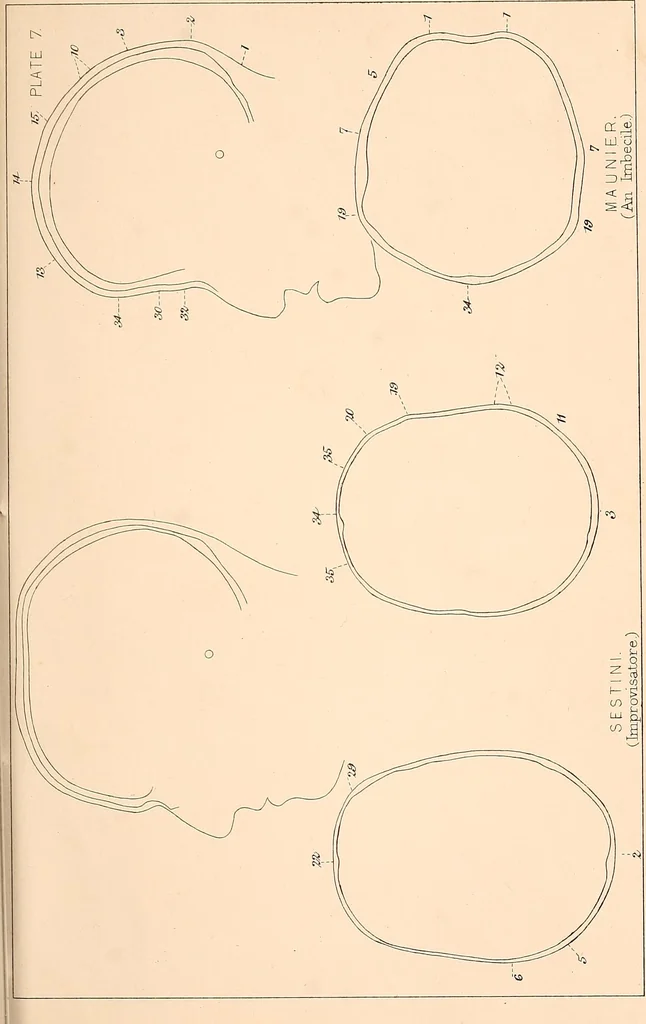 An illustration from Phrenology : and its application to education, insanity, and prison discipline, 1869, leaf 640