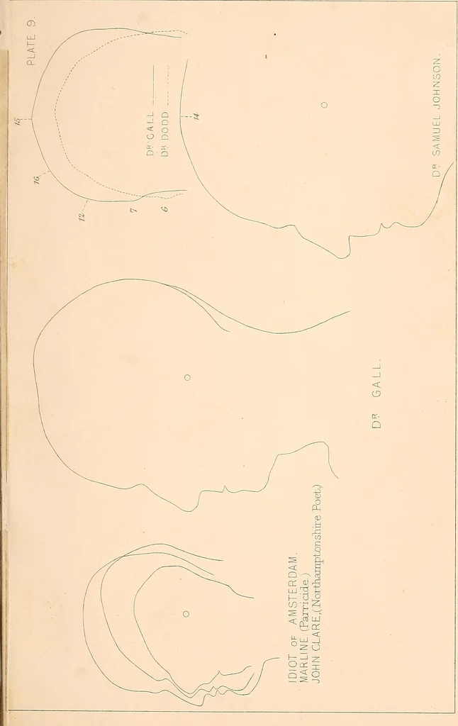 An illustration from Phrenology : and its application to education, insanity, and prison discipline, 1869, leaf 644