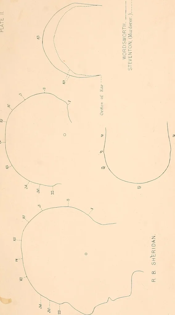 An illustration from Phrenology : and its application to education, insanity, and prison discipline, 1869, leaf 648