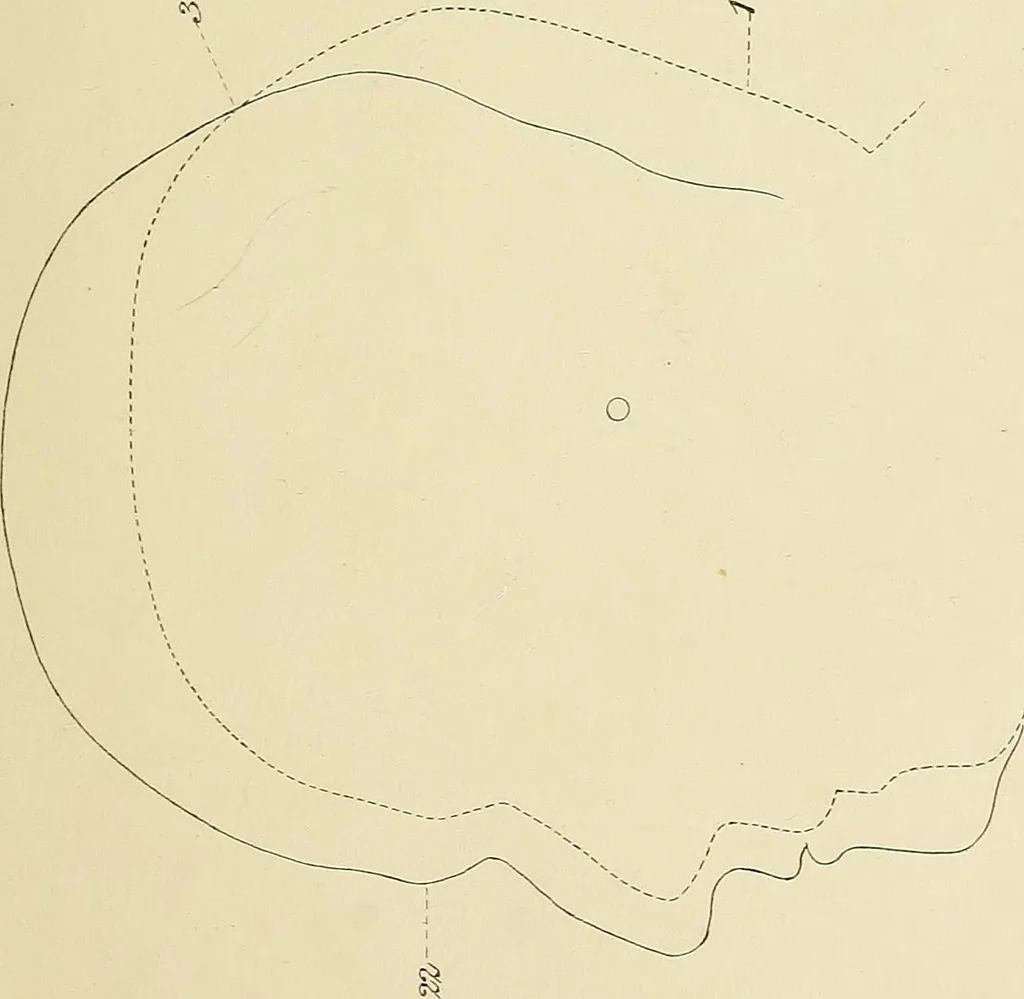 An illustration from Phrenology : and its application to education, insanity, and prison discipline, 1869, leaf 632