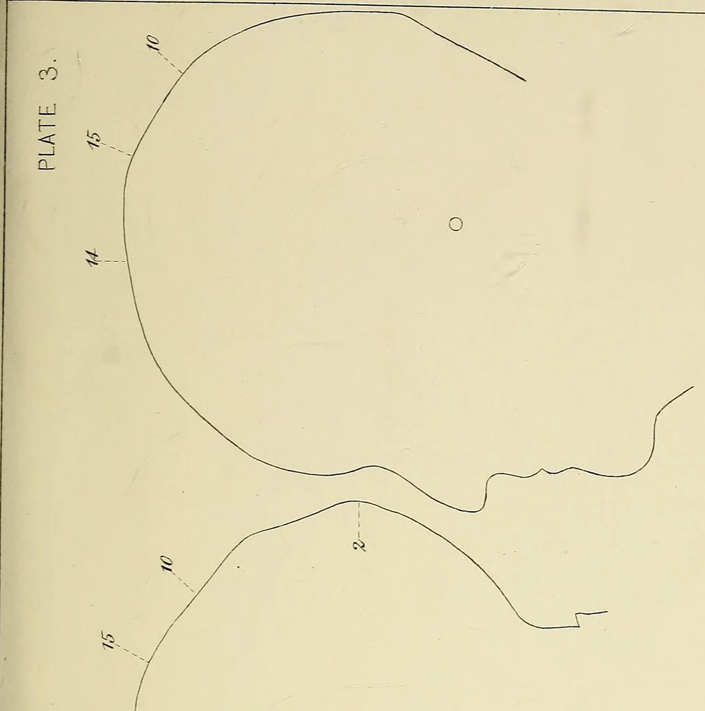 An illustration from Phrenology : and its application to education, insanity, and prison discipline, 1869, leaf 634
