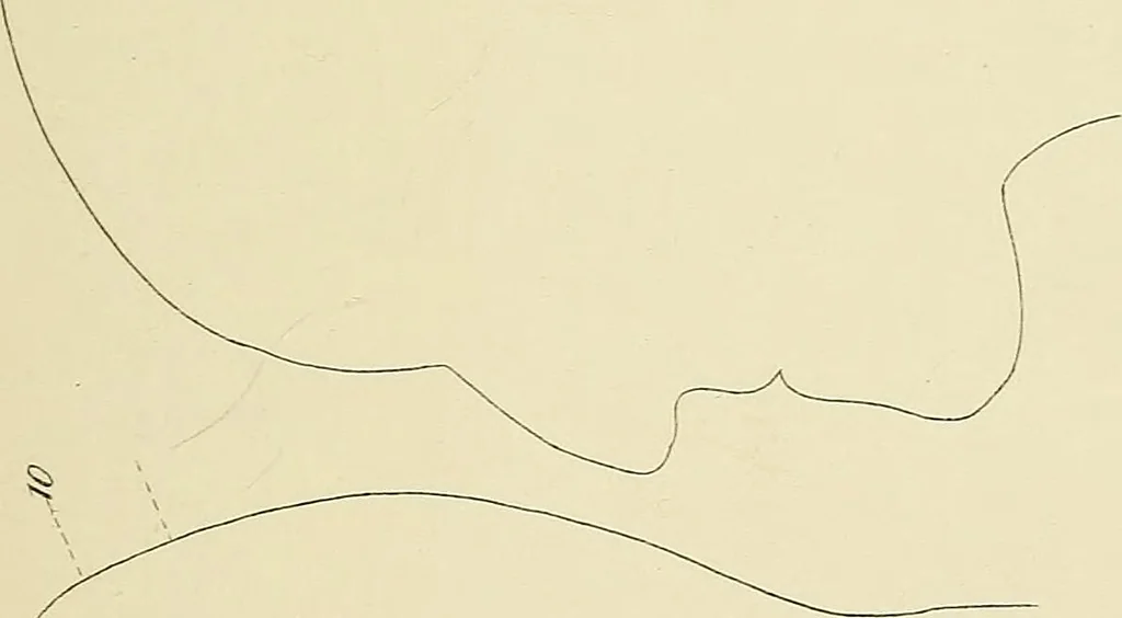 An illustration from Phrenology : and its application to education, insanity, and prison discipline, 1869, leaf 634