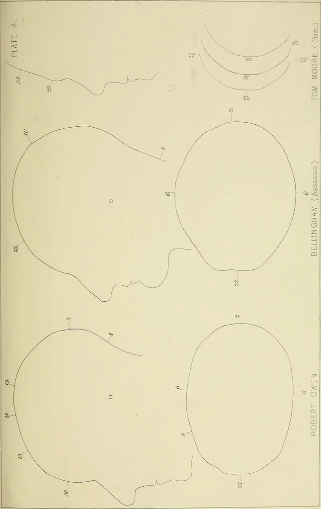 An illustration from Phrenology : and its application to education, insanity, and prison discipline, 1869, leaf 636