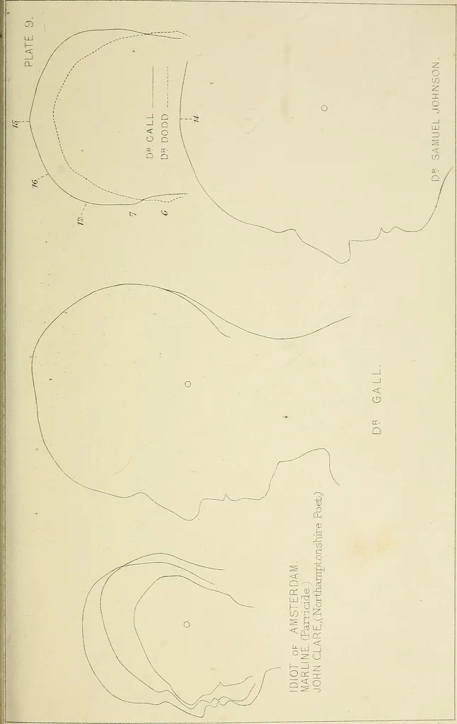 An illustration from Phrenology : and its application to education, insanity, and prison discipline, 1869, leaf 646