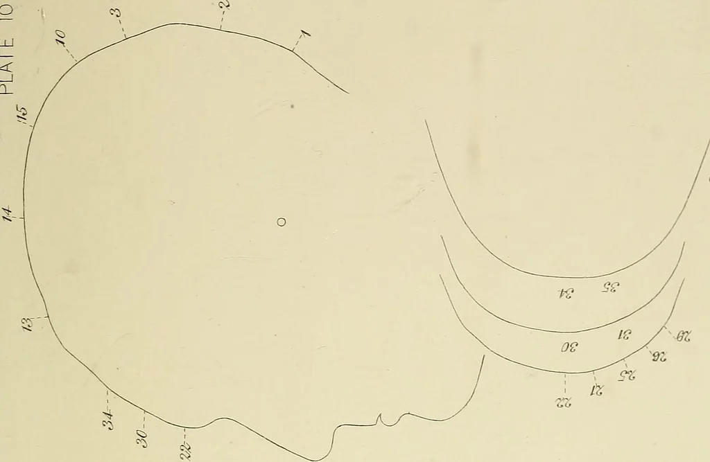 An illustration from Phrenology : and its application to education, insanity, and prison discipline, 1869, leaf 648