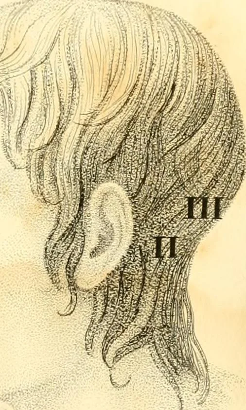 An illustration from Phrenology, or, The doctrine of the mental phenomena, 1834, leaf 354