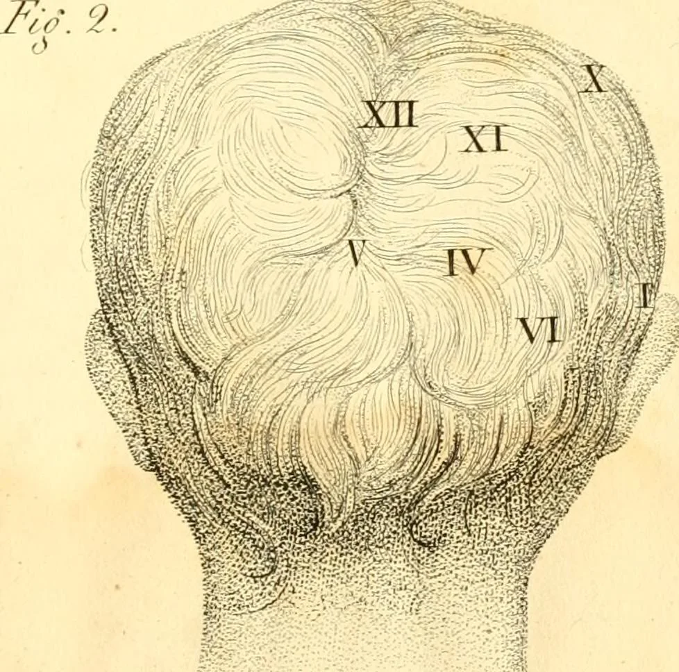 An illustration from Phrenology, or, The doctrine of the mental phenomena, 1834, leaf 358