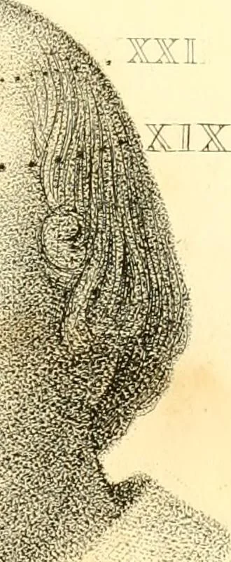 An illustration from Phrenology, or, The doctrine of the mental phenomena, 1834, leaf 366