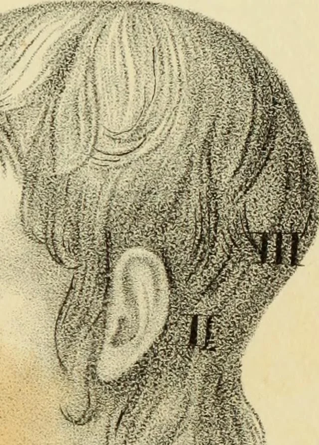 An illustration from Phrenology, or The doctrine of the mental phenomena, 1832, leaf 374