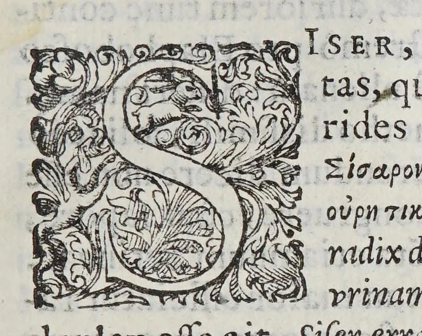 An illustration from Phutobasanos siue Plantarum aliquot historia : in qua describuntur diuersi generis plantae veriores, ac magis facie viribúsque respondentes antiquorum Theophrasti, Dioscoridis, Plinij, Galeni, aliorúmque delineationibus, ab alijs hucusque non animaduersæ., 1592, leaf 107