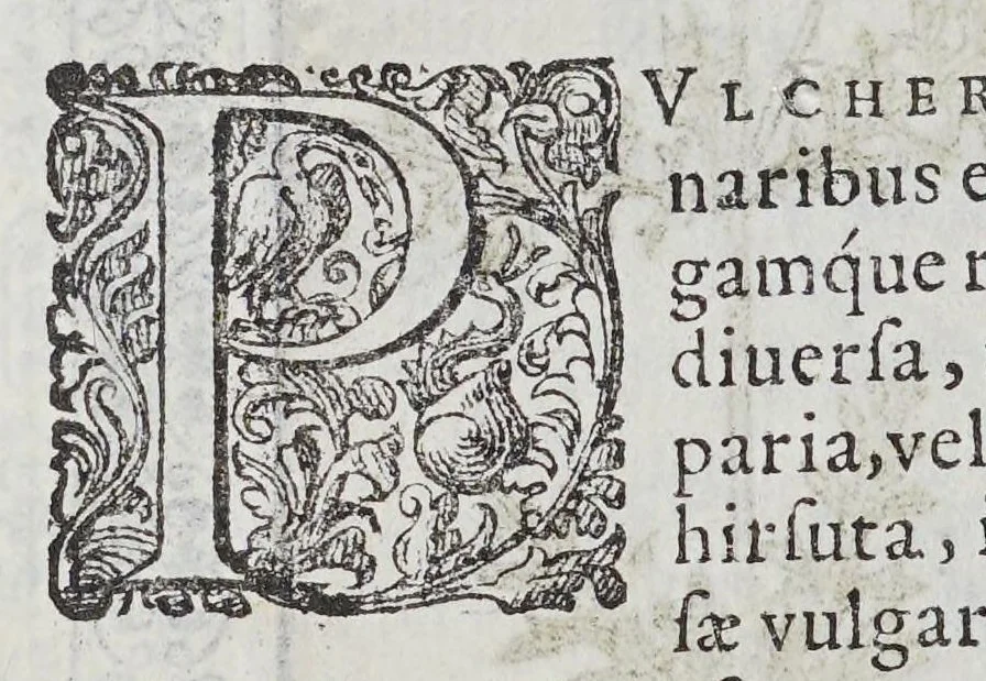 An illustration from Phutobasanos siue Plantarum aliquot historia : in qua describuntur diuersi generis plantae veriores, ac magis facie viribúsque respondentes antiquorum Theophrasti, Dioscoridis, Plinij, Galeni, aliorúmque delineationibus, ab alijs hucusque non animaduersæ., 1592, leaf 174