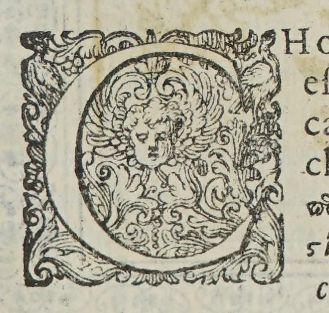 An illustration from Phutobasanos siue Plantarum aliquot historia : in qua describuntur diuersi generis plantae veriores, ac magis facie viribúsque respondentes antiquorum Theophrasti, Dioscoridis, Plinij, Galeni, aliorúmque delineationibus, ab alijs hucusque non animaduersæ., 1592, leaf 31