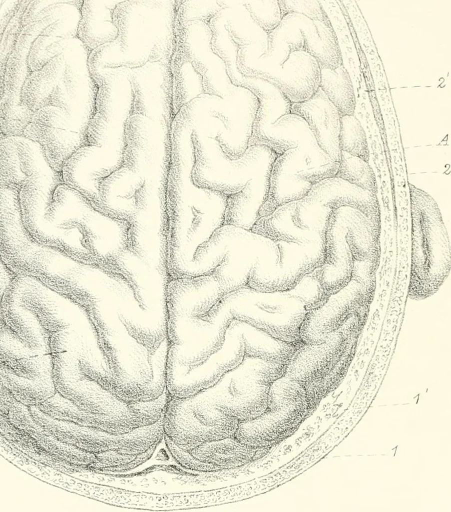 An illustration from The physical basis of mental life. A popular essay, 1873, leaf 13