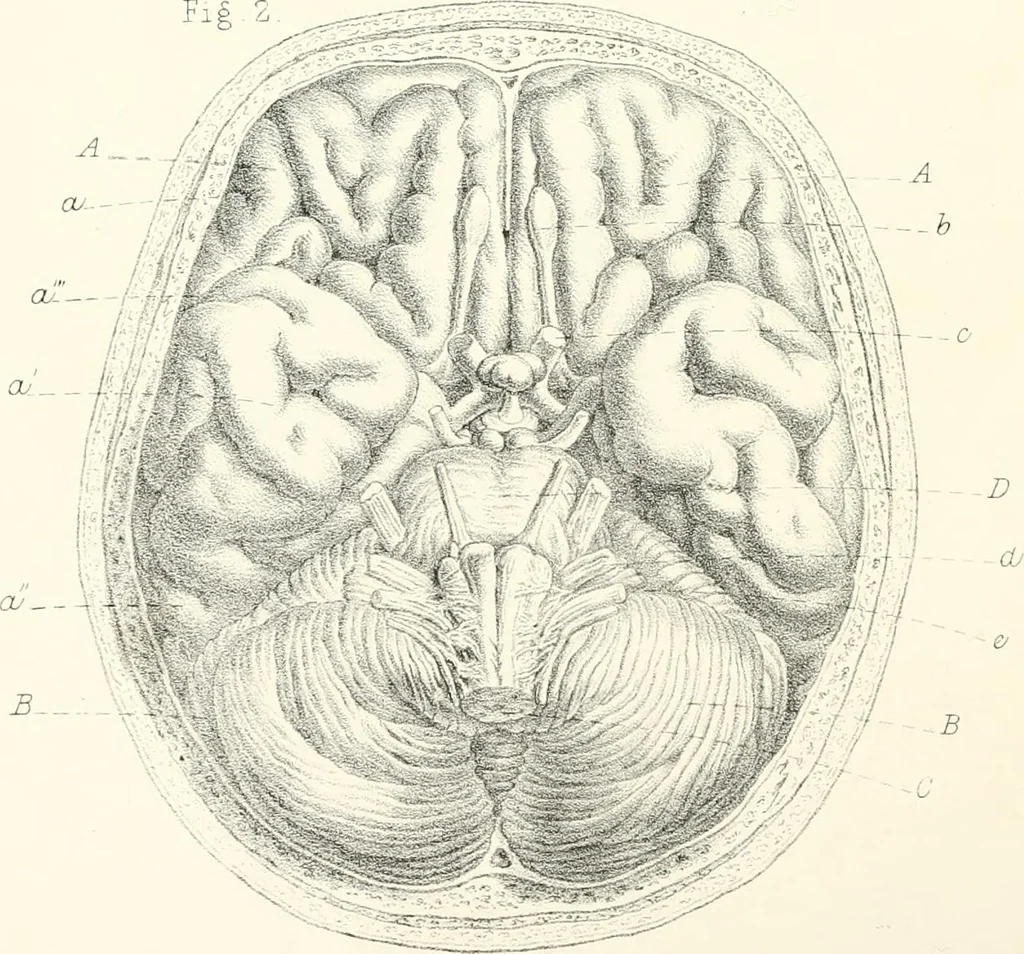 An illustration from The physical basis of mental life. A popular essay, 1873, leaf 13