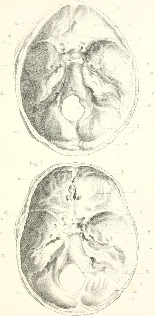 An illustration from The physical basis of mental life. A popular essay, 1873, leaf 16