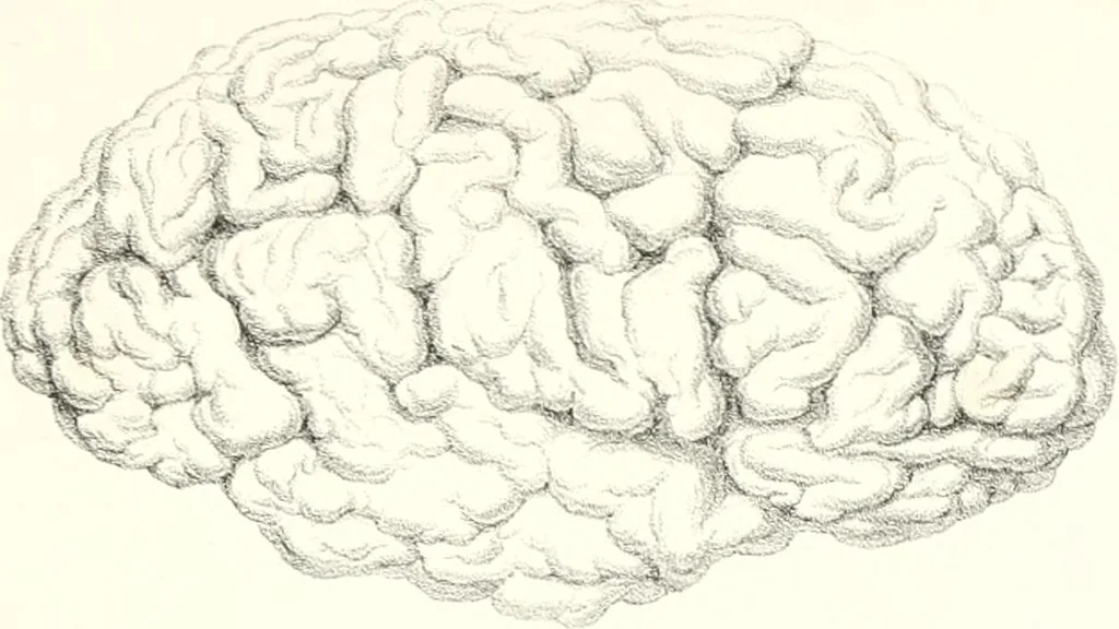 An illustration from The physical basis of mental life. A popular essay, 1873, leaf 18