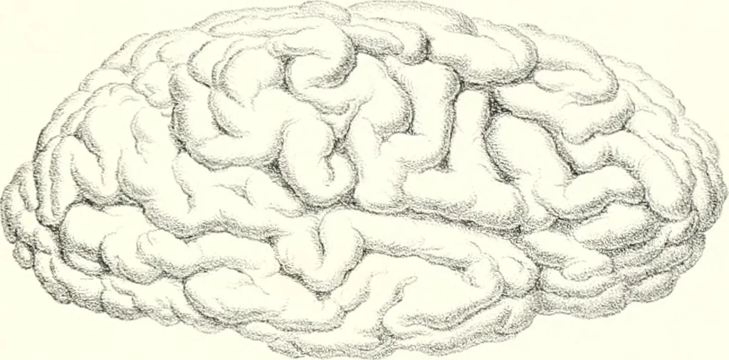 An illustration from The physical basis of mental life. A popular essay, 1873, leaf 18