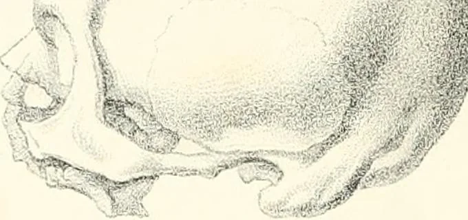 An illustration from The physical basis of mental life. A popular essay, 1873, leaf 21