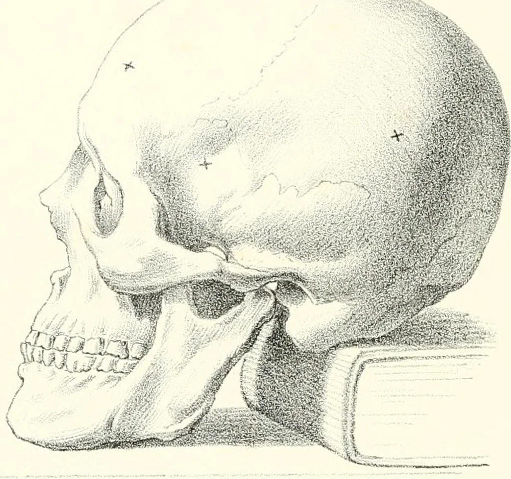 An illustration from The physical basis of mental life. A popular essay, 1873, leaf 21