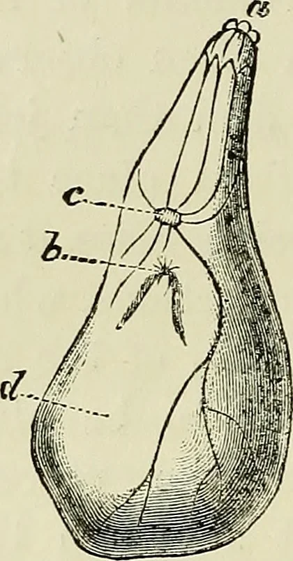An illustration from Physical expression : its modes and principles, 1885, leaf 111