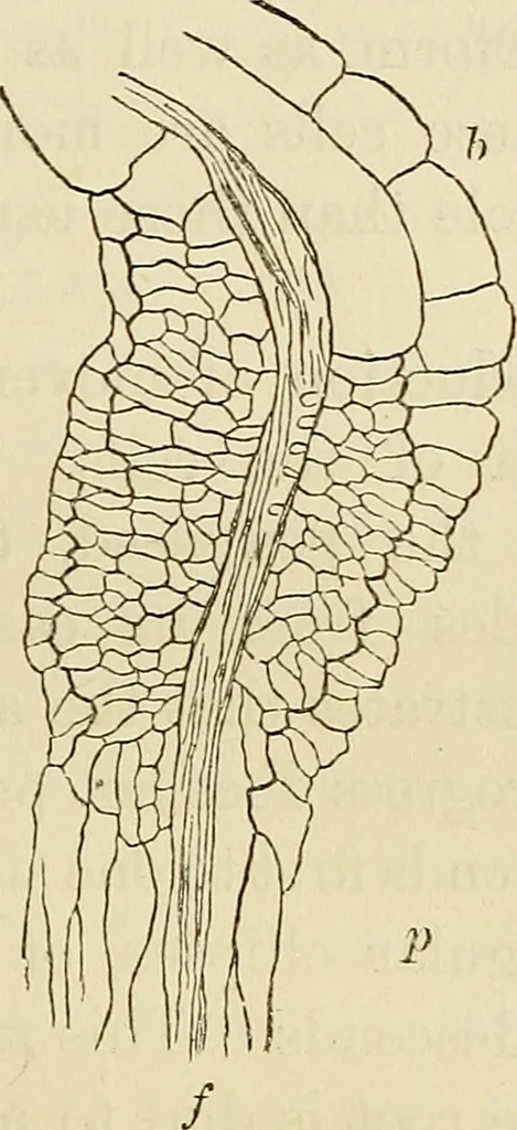 An illustration from Physical expression : its modes and principles, 1885, leaf 52