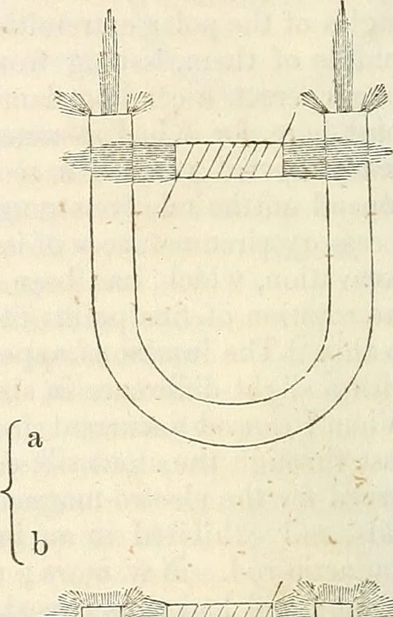 An illustration from Physico-physiological researches on the dynamics of magnetism, electricity, heat, light, crystallization, and chemism, in their relations to vital force, 1851, leaf 35