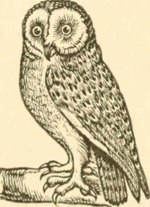 An illustration from Physiognomy illustrated ; or, Nature's revelations of character : a description of the mental, moral, and volitive dispositions of mankind, as manifested in the human form and countenance, 1891, leaf 167