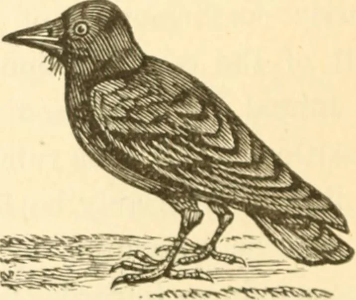 An illustration from Physiognomy illustrated ; or, Nature's revelations of character : a description of the mental, moral, and volitive dispositions of mankind, as manifested in the human form and countenance, 1891, leaf 167