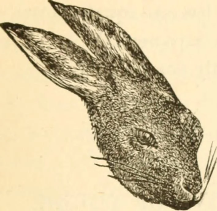 An illustration from Physiognomy illustrated ; or, Nature's revelations of character : a description of the mental, moral, and volitive dispositions of mankind, as manifested in the human form and countenance, 1891, leaf 194
