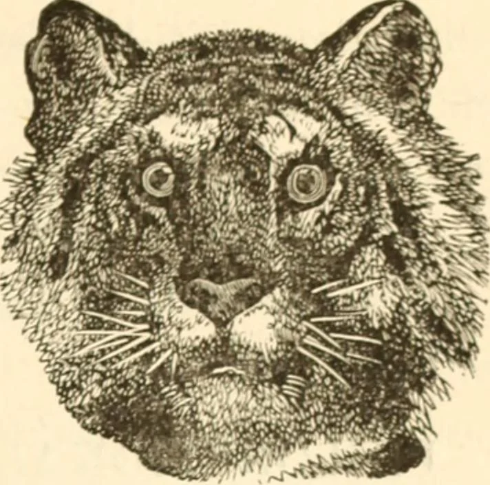 An illustration from Physiognomy illustrated ; or, Nature's revelations of character : a description of the mental, moral, and volitive dispositions of mankind, as manifested in the human form and countenance, 1891, leaf 194