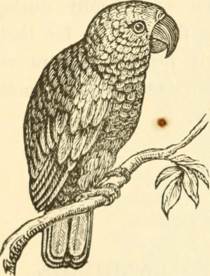 An illustration from Physiognomy illustrated ; or, Nature's revelations of character : a description of the mental, moral, and volitive dispositions of mankind, as manifested in the human form and countenance, 1891, leaf 197