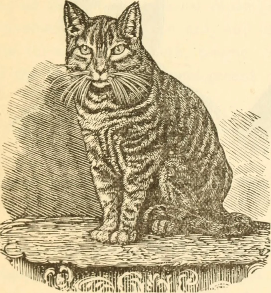 An illustration from Physiognomy illustrated ; or, Nature's revelations of character : a description of the mental, moral, and volitive dispositions of mankind, as manifested in the human form and countenance, 1891, leaf 202