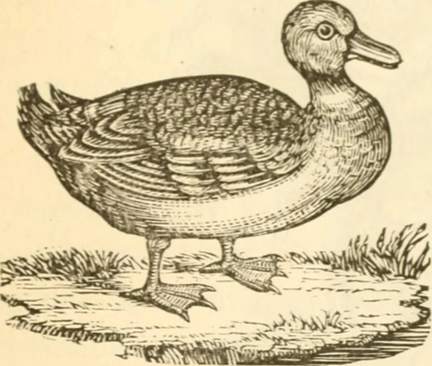 An illustration from Physiognomy illustrated ; or, Nature's revelations of character : a description of the mental, moral, and volitive dispositions of mankind, as manifested in the human form and countenance, 1891, leaf 204