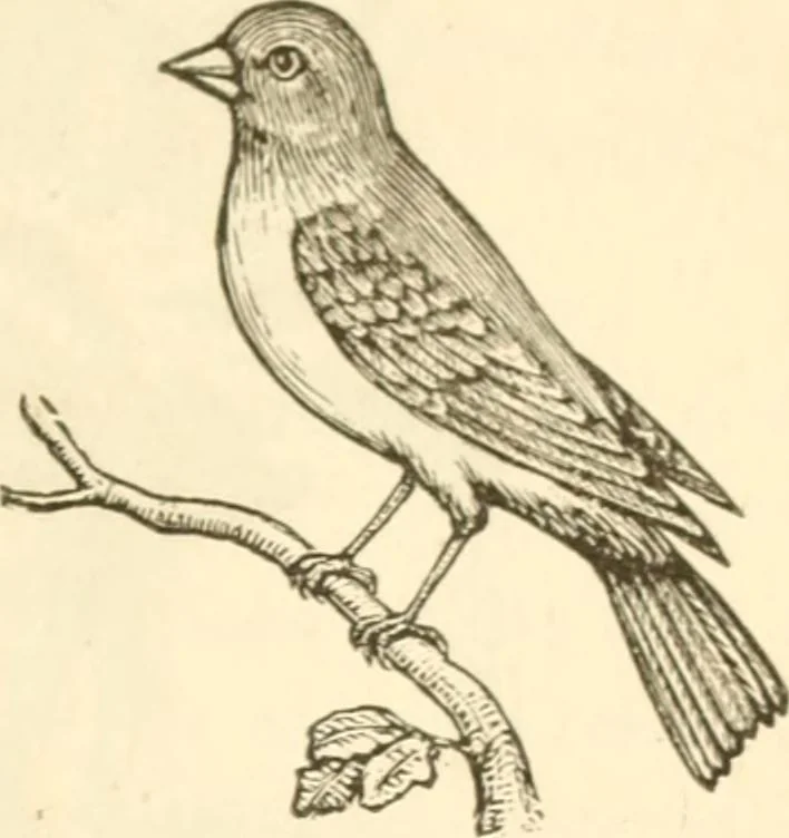 An illustration from Physiognomy illustrated ; or, Nature's revelations of character : a description of the mental, moral, and volitive dispositions of mankind, as manifested in the human form and countenance, 1891, leaf 204