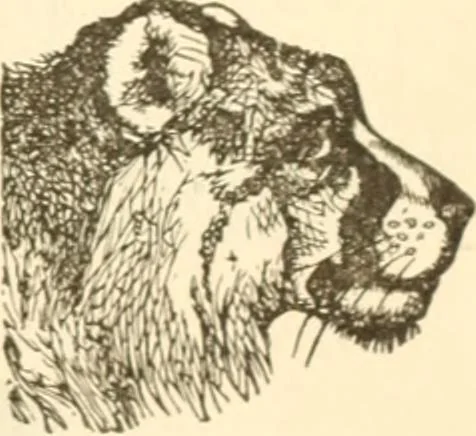 An illustration from Physiognomy illustrated ; or, Nature's revelations of character : a description of the mental, moral, and volitive dispositions of mankind, as manifested in the human form and countenance, 1891, leaf 206